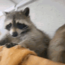 SgtRaccoon.PHTM