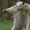 Varoo-