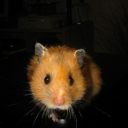Pqnci