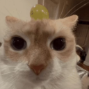 Is0p