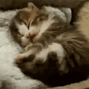 DpL.Cute