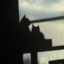 zLunarrr