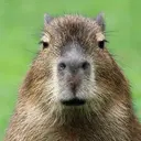 MALINANANASHI