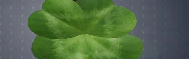 Profile Banner