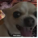 team akari